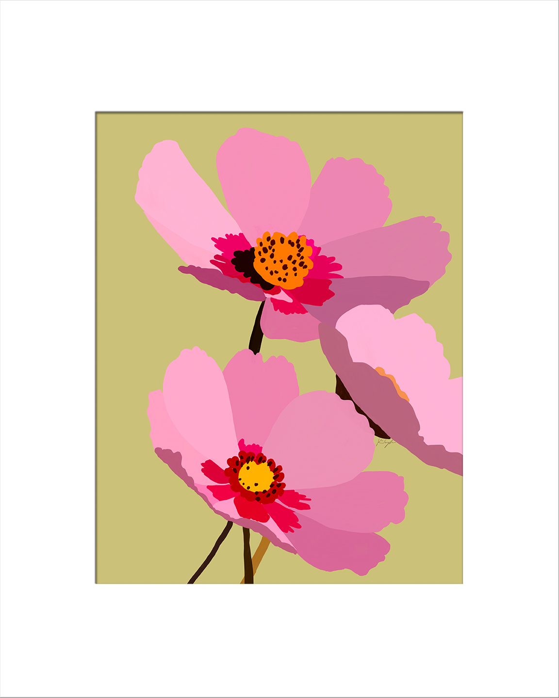 Blush Cosmos