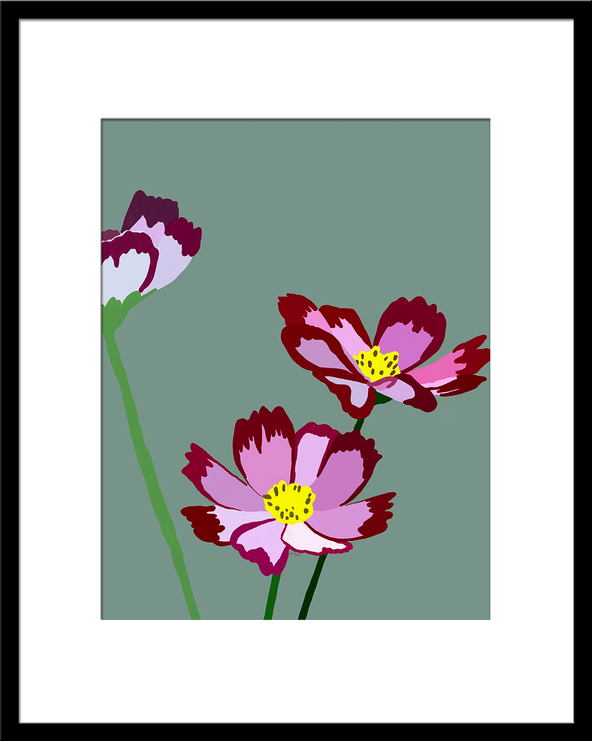 Pink and Purple Cosmos