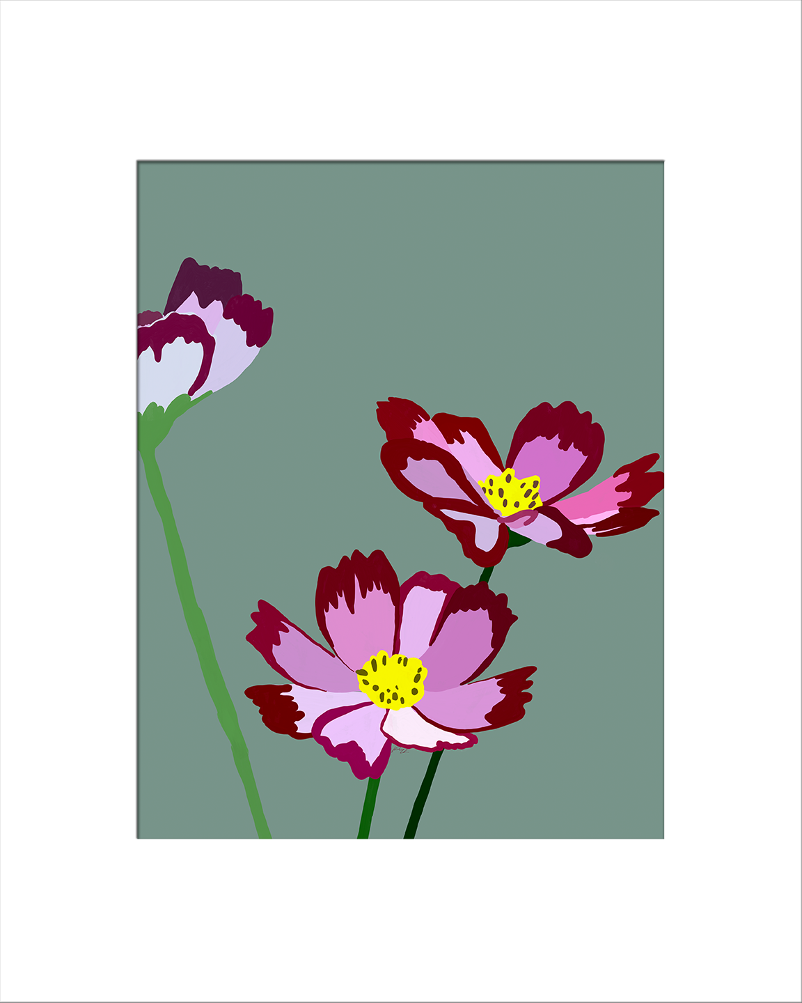 Pink and Purple Cosmos