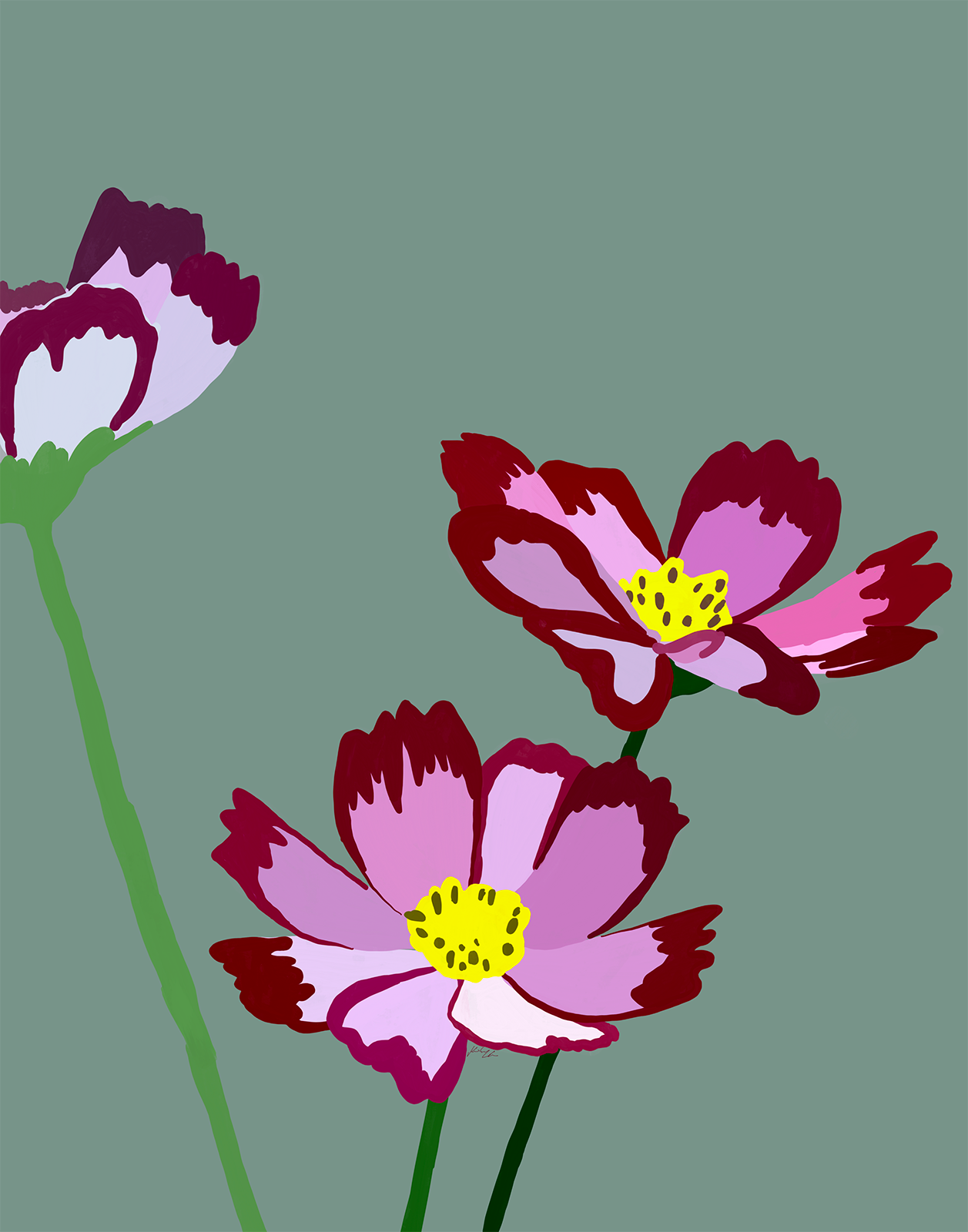 Pink and Purple Cosmos
