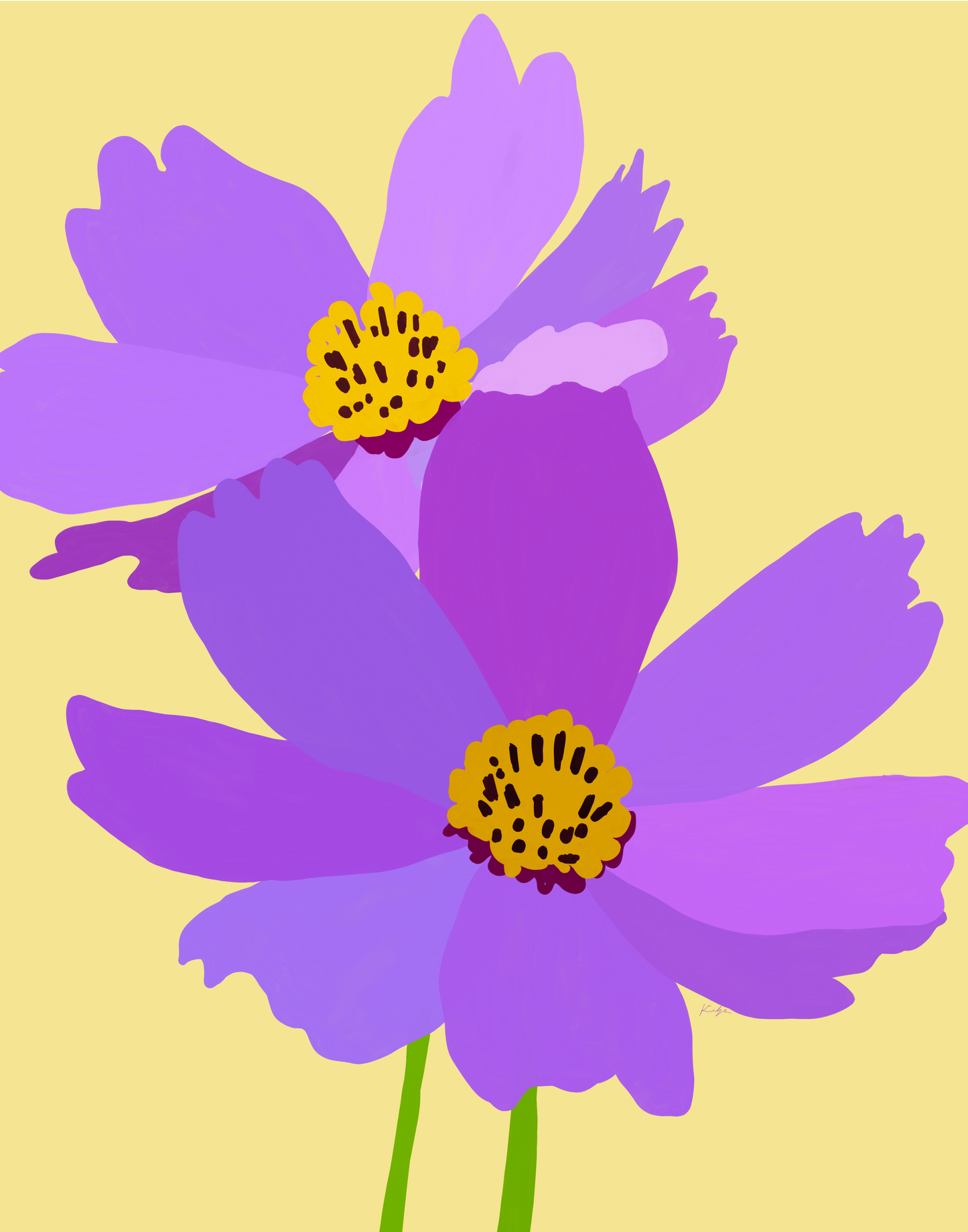 Purple Cosmos