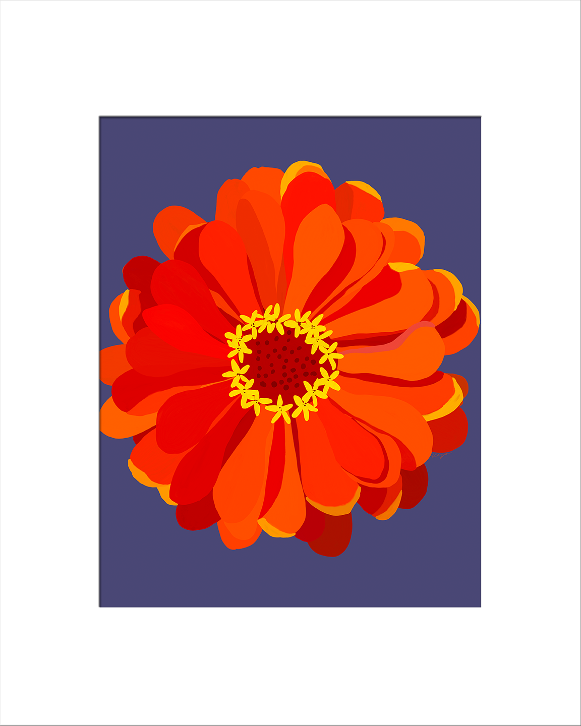 Orange Zinnia