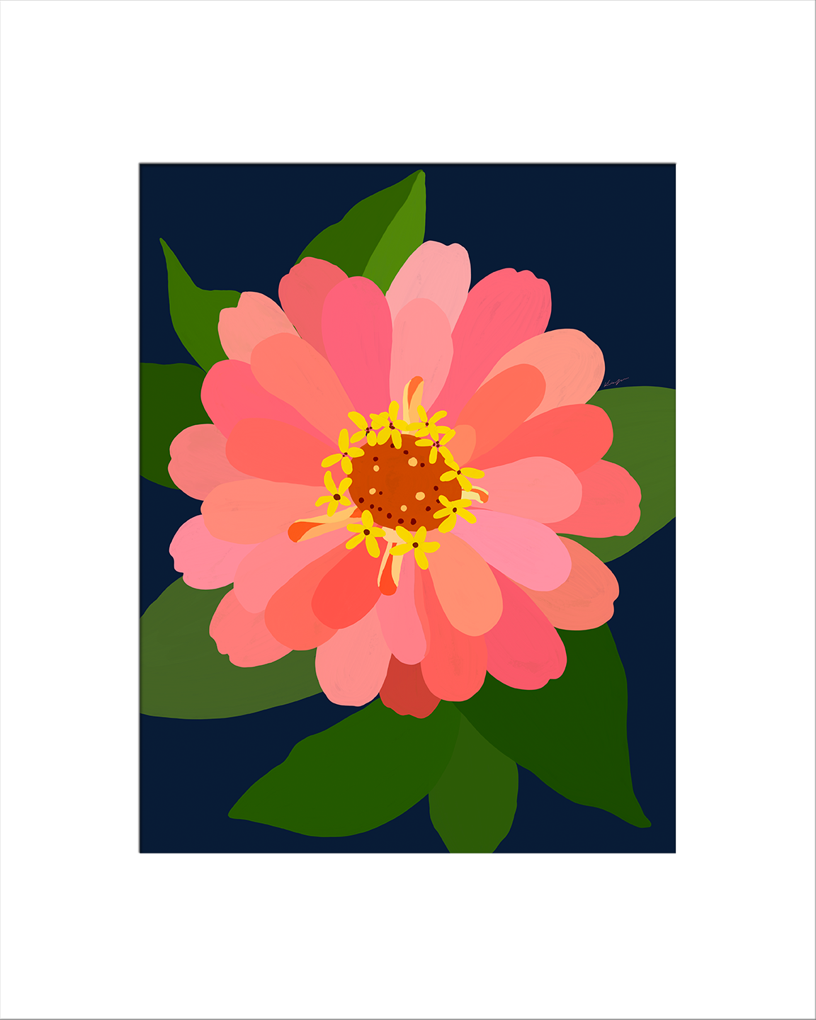 Blush Zinnia