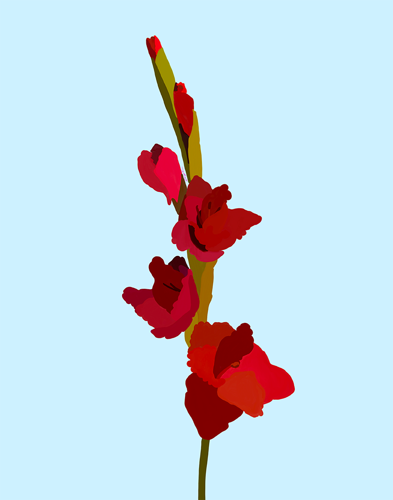 Dark Red Gladiolus (Sword Lily)