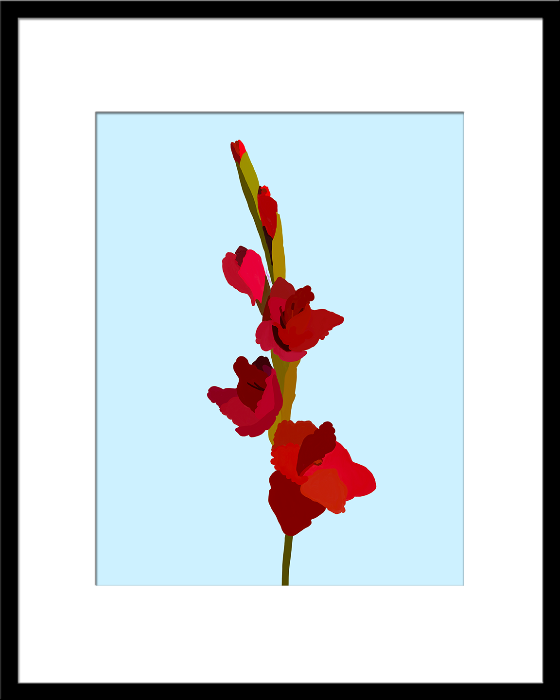 Dark Red Gladiolus (Sword Lily)