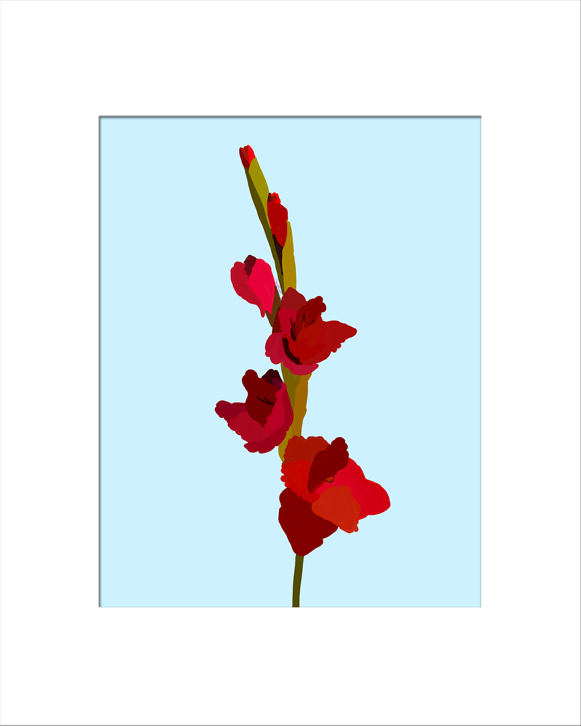 Dark Red Gladiolus (Sword Lily)