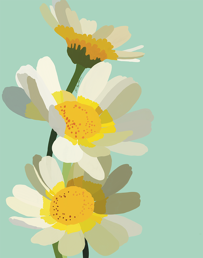 Daisies