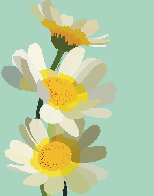 Daisies