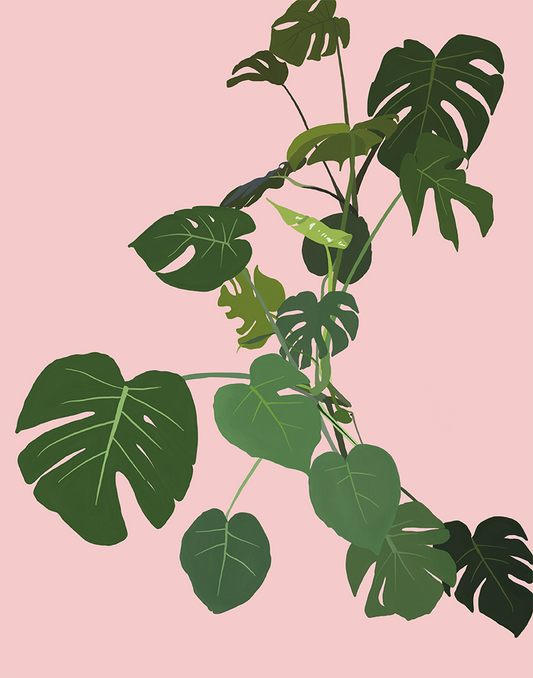 Monstera Love